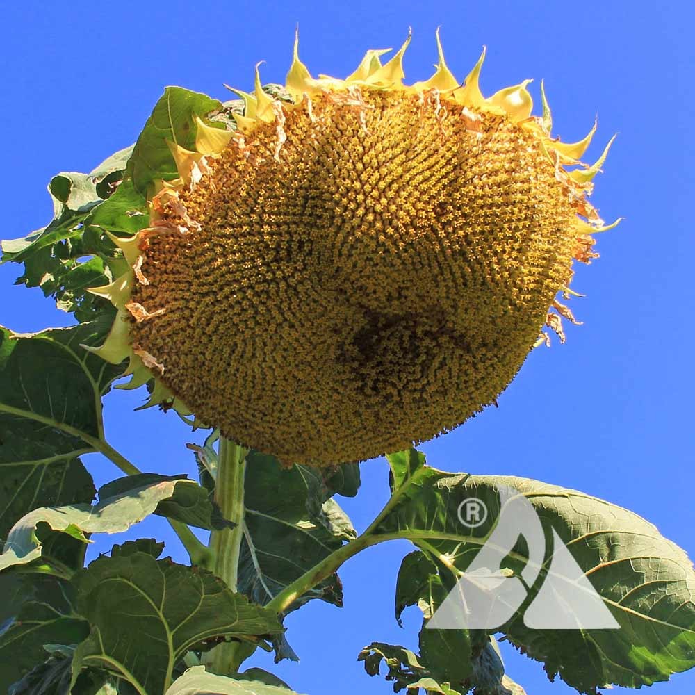 Mongolian Giant Sunflower Seeds. Free Shipping!