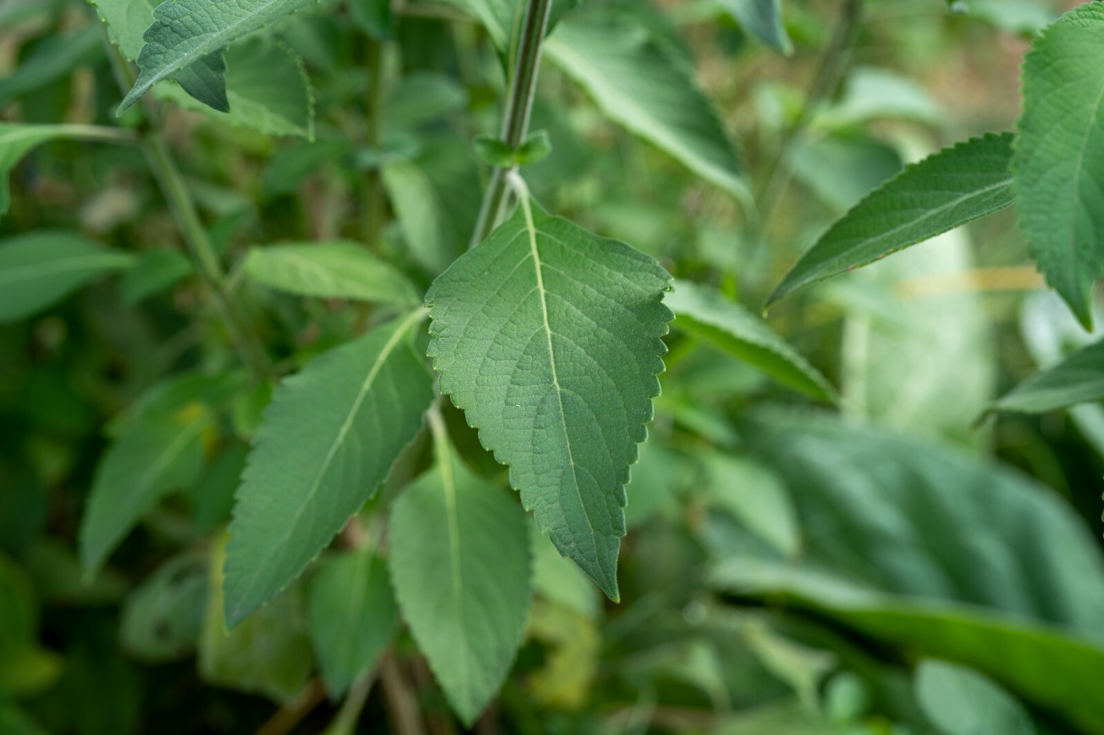Holy Basil Tulsi Vana – Ocimum Gratissimum Organic Medicinal USA Grown 200 Seeds