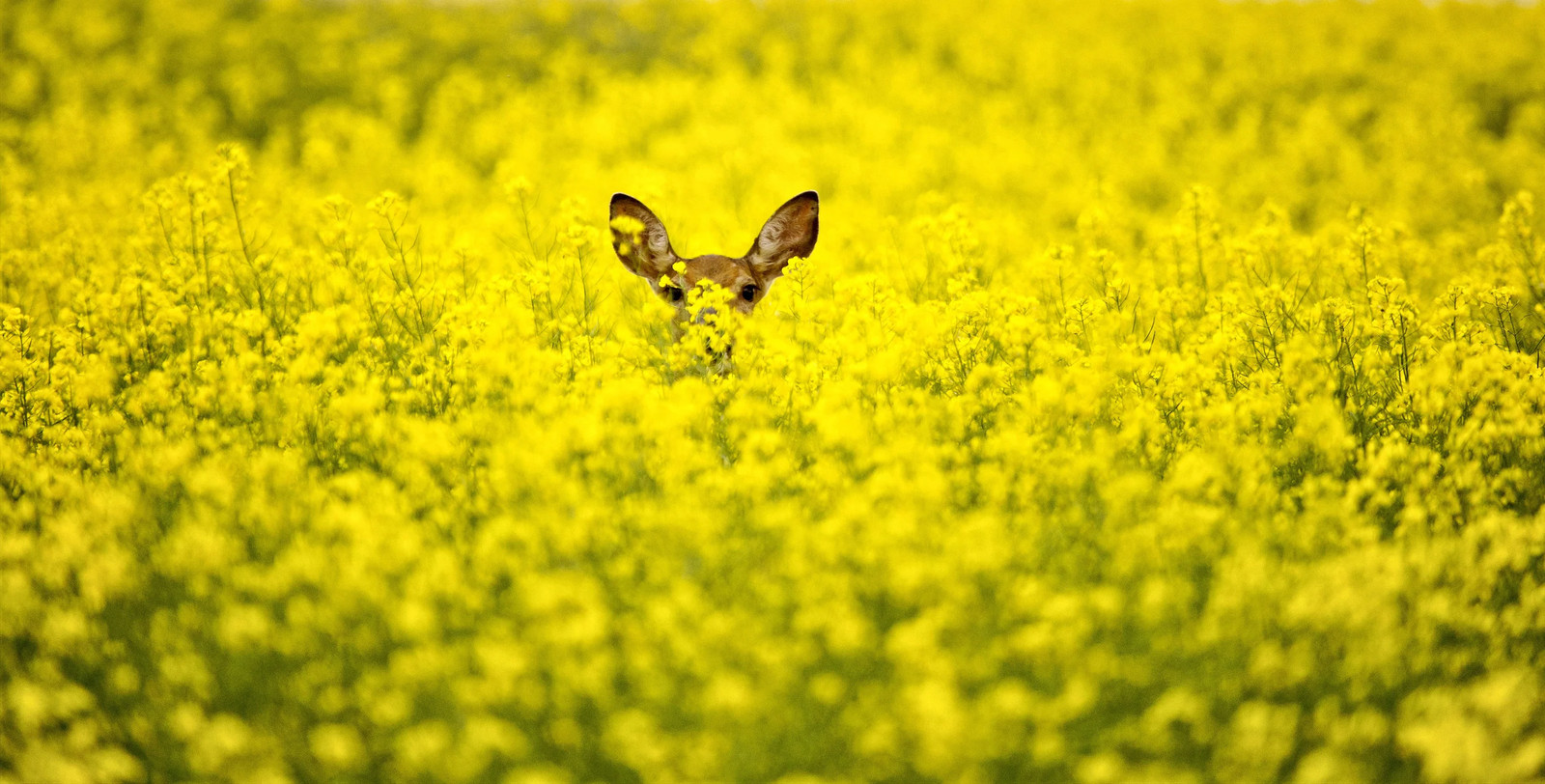 1000 ‘ WICHITA ‘ Winter CANOLA Brassica Napus Rape Oilseed Cover Crop Seeds