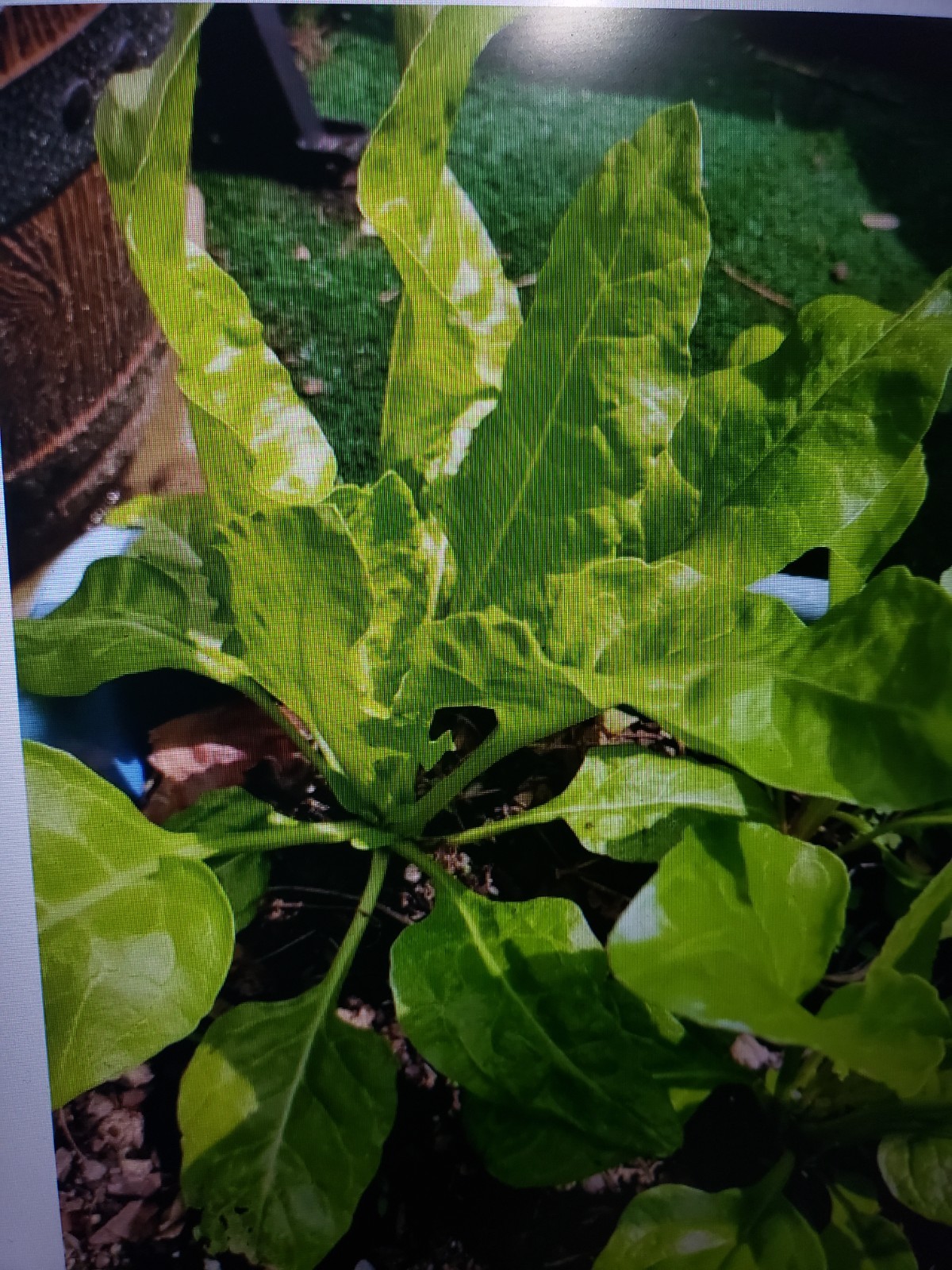 Indian Palak Green Chard Indian spinach Seeds 100 Seeds USA seller Free Shipping