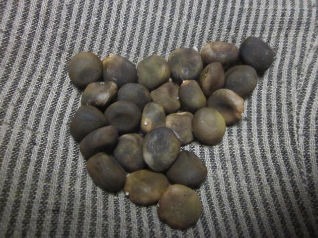 Kentucky coffeetree coffee tree (Gymnocladus dioicus) – 25 stratified seeds