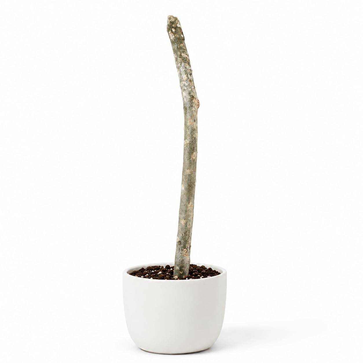 PLANT NOOK Plumeria Live Cutting 3-Pack | White Yellow and Pink Plumeria