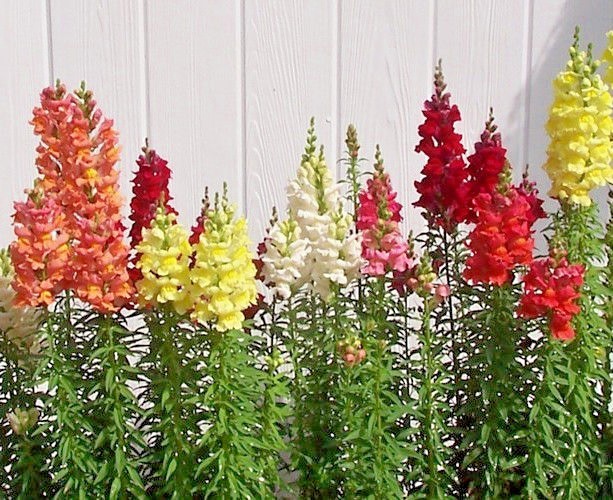 2000+SNAPDRAGON TETRA MIX Flower Seeds Spring Fall Garden Patio Container Easy