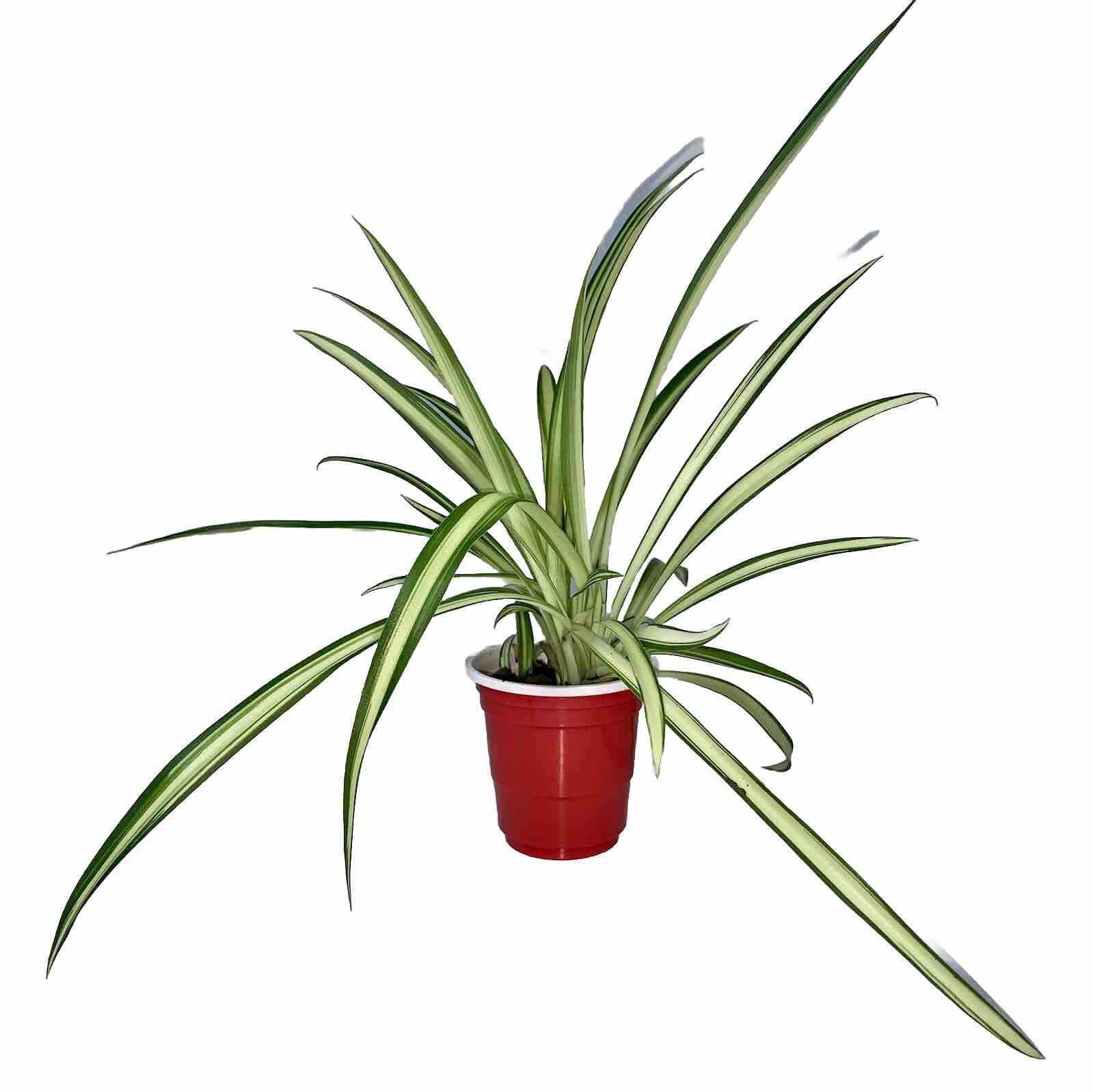 Set Of 2 Live Spider Plant Pups In 2” Tall Pot Easy Grow Purify Air House Plants