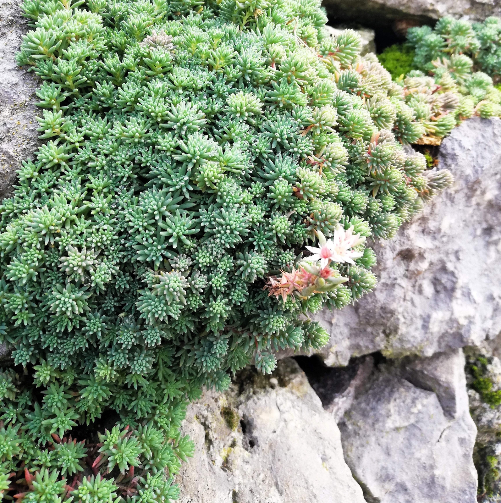 25 SPANISH STONECROP / SEDUM HISPANICUM Groundcover Flower Seeds *Comb S/H