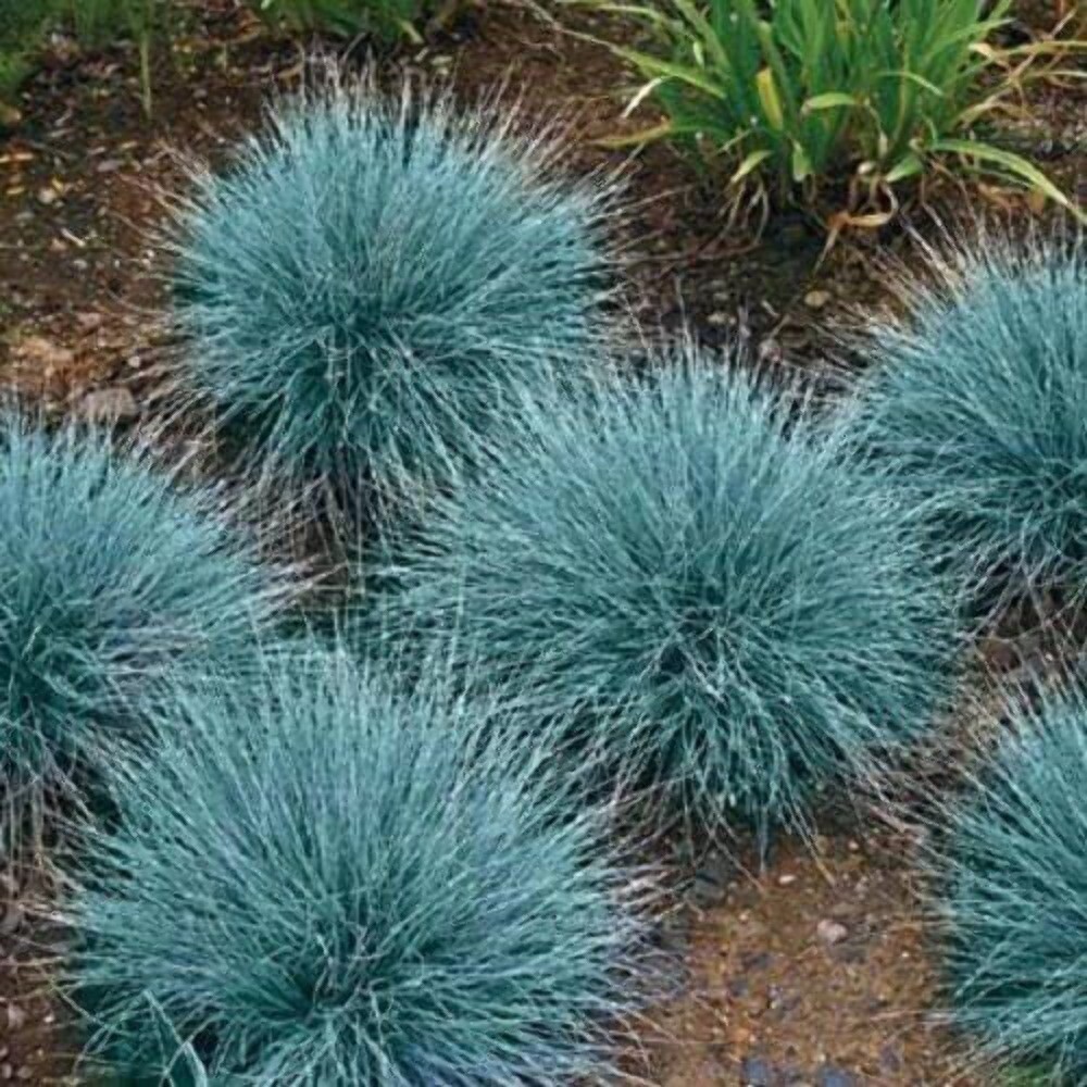 100 BLUE Sheeps FESCUE GRASS Fesnea Ovina Glauca Cinerea Seeds