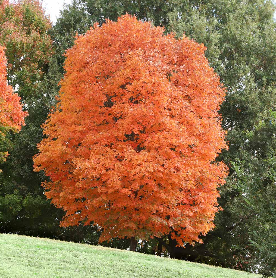 Sugar Maple Tree – Live Plant in Gallon Pot (18–28″ Tall)