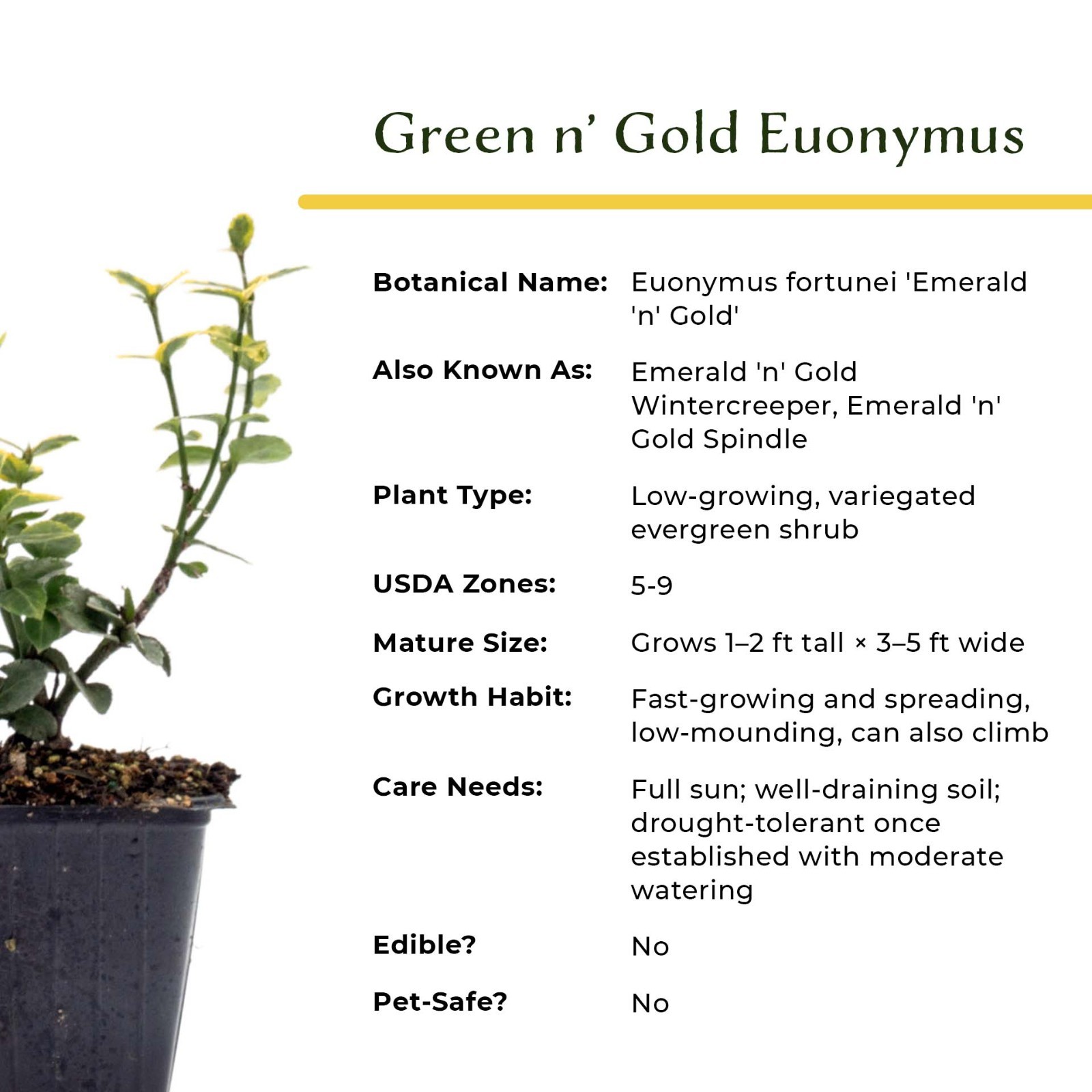 Green ‘n Gold Euonymus in 3.5” Nursery Cubes, Euonymus fortunei ‘Emerald ‘n Gold