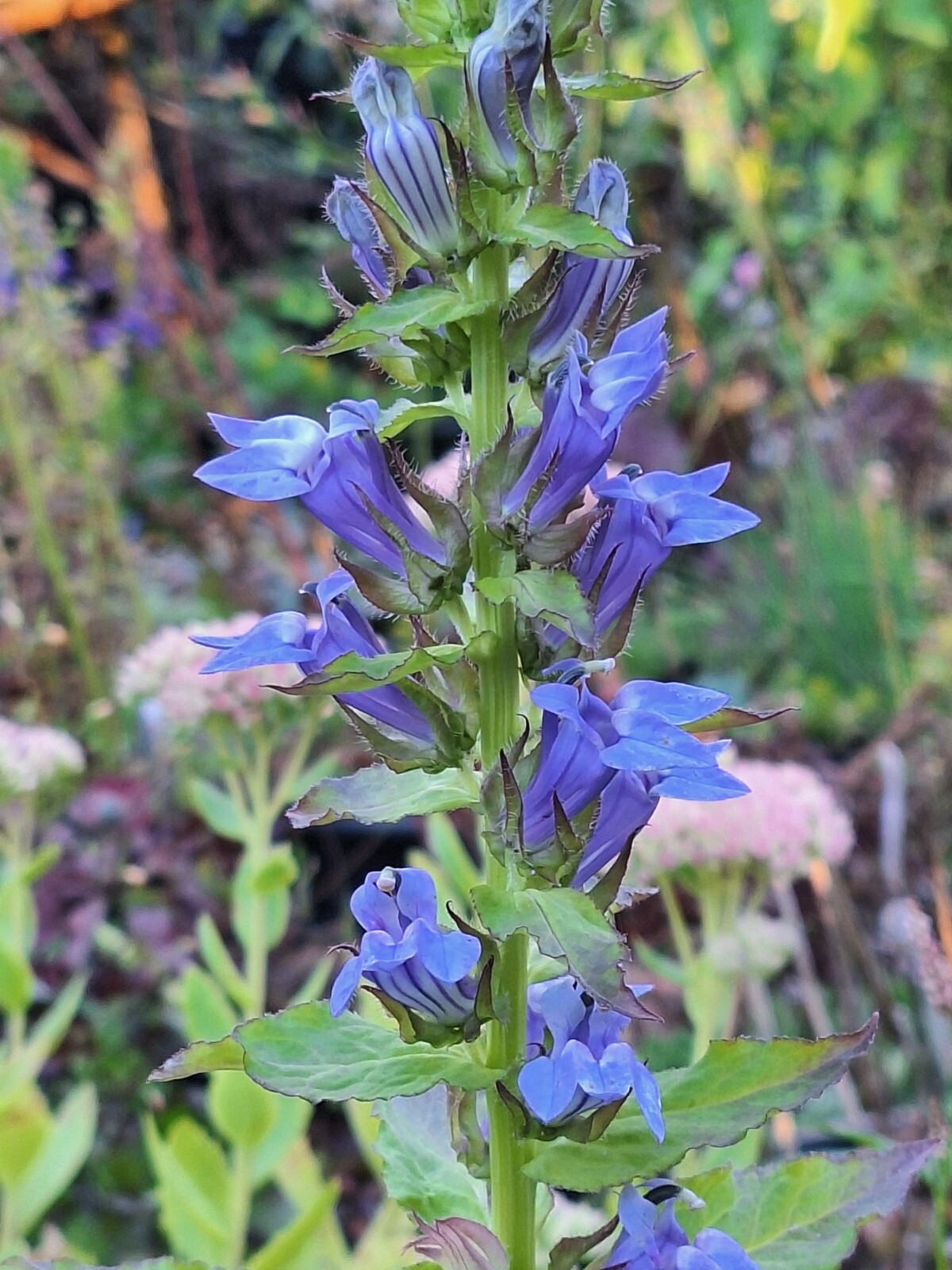 Giant blue lobelia 253 SEEDS, LOBELIA SIPHILITICA hardy, EZ to grow, USA seller