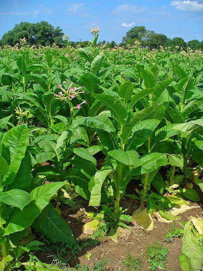 1000 Criollo 98 Tobacco Seeds ~ Nicotiana Tabacum ~ Great for cigars