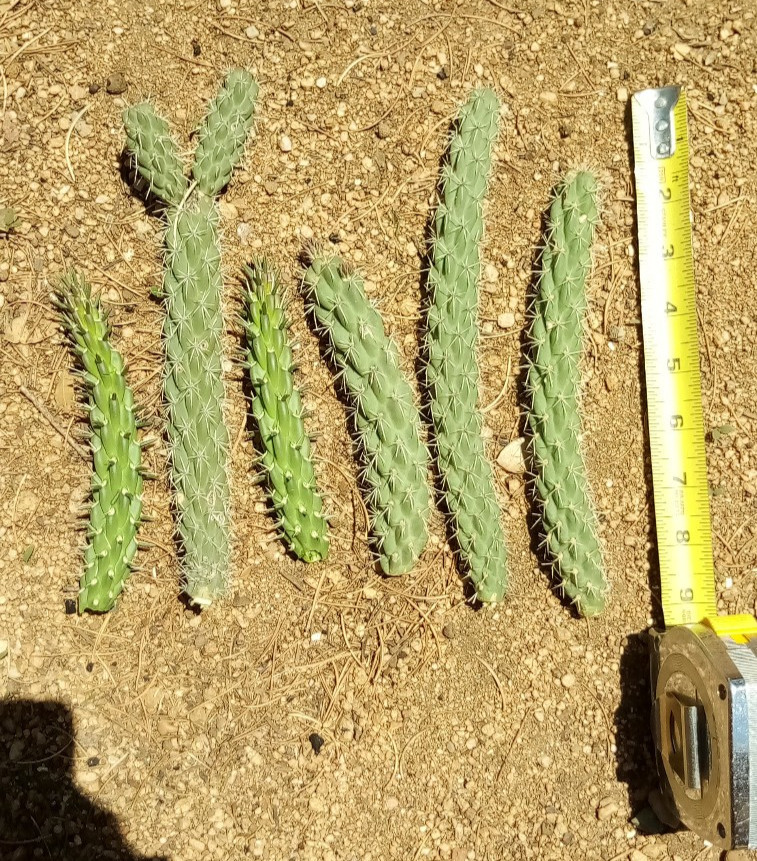 South West New Mexico Cholla Cactus 6 pcs. 4-6 inches long, C. spinosior