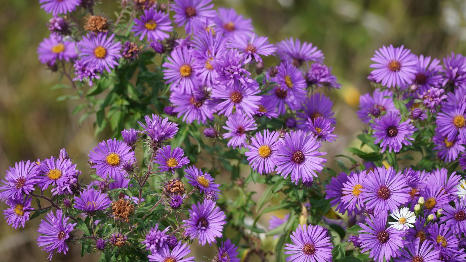100 Purple NEW ENGLAND ASTER Novae var Angliae Michaelmas Daisy Flower Seeds