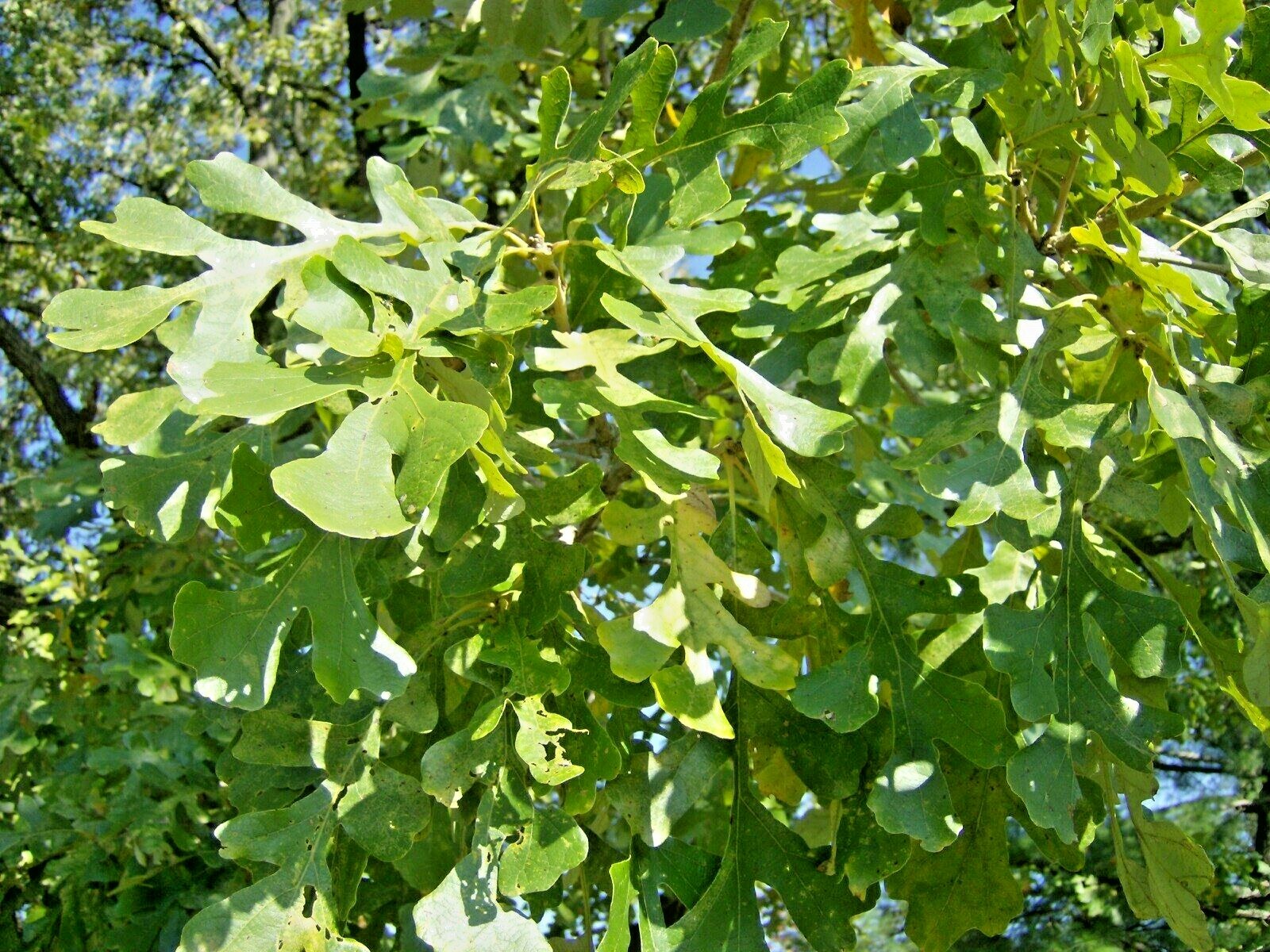 12 BUR OAK ACORNS – Quercus macrocarpa