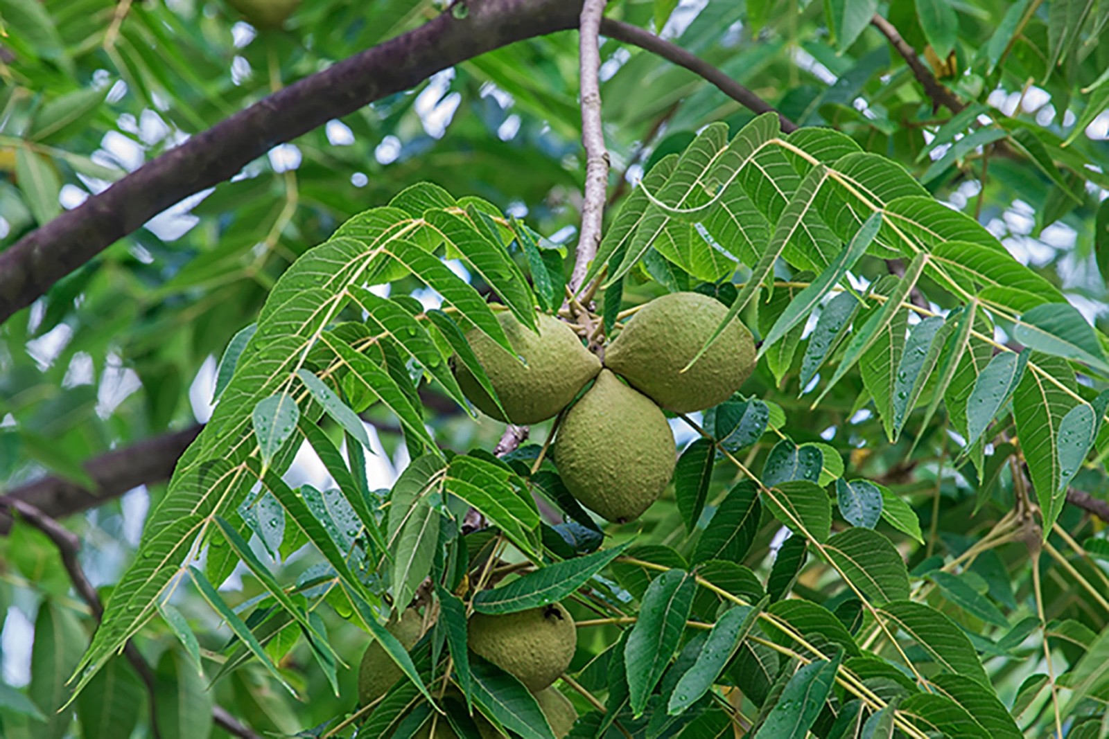 1 Black Walnut Tree 12-24″ Tall Bare Root Juglans nigra American