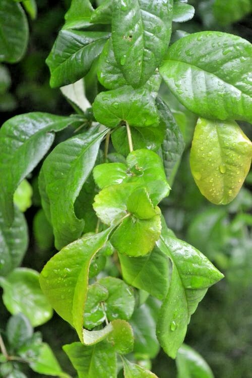 15 MOUNT EVEREST QUINCE SEEDS – Chaenomeles × vilmoriniana