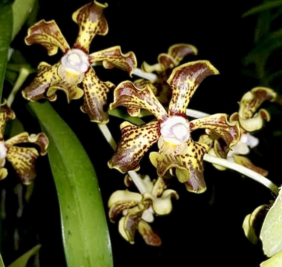 Vanda Trimerrill ( Tricolor X Merrillii ) Unique Orchid Vanda, Fragrant