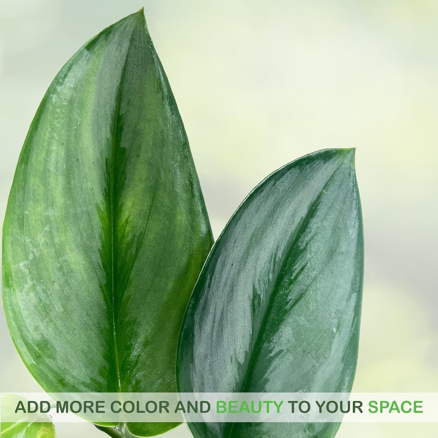 Scindapsus Moonlight (Pack of 2)Velvety Sheen & Silvery-Blue Hues Tropical Plant