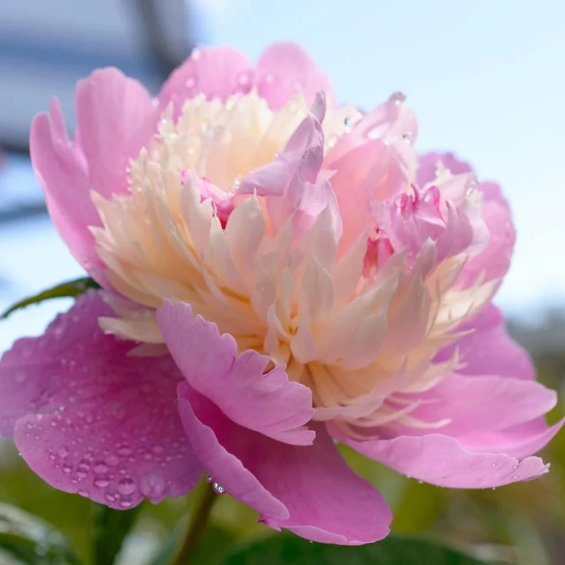Sorbet Peony Bareroot Perennial Stunning Fragrant Blooms Flowering Plants Live!