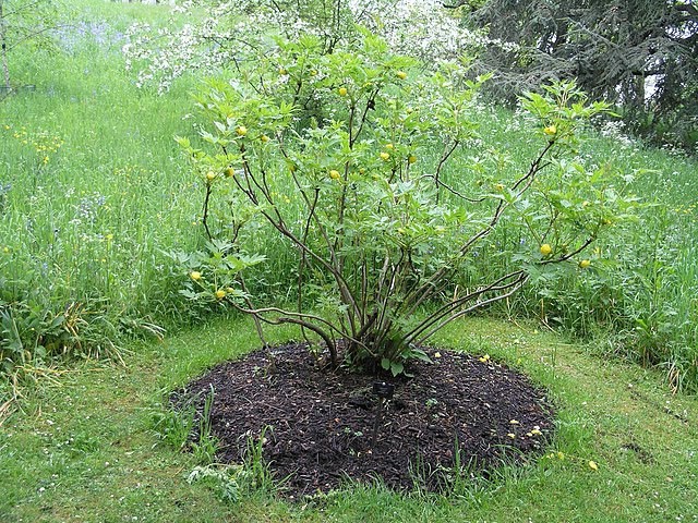 Paeonia lutea var. ludlowii | Ludlow’s Tree Peony | RARE | 5 Seeds