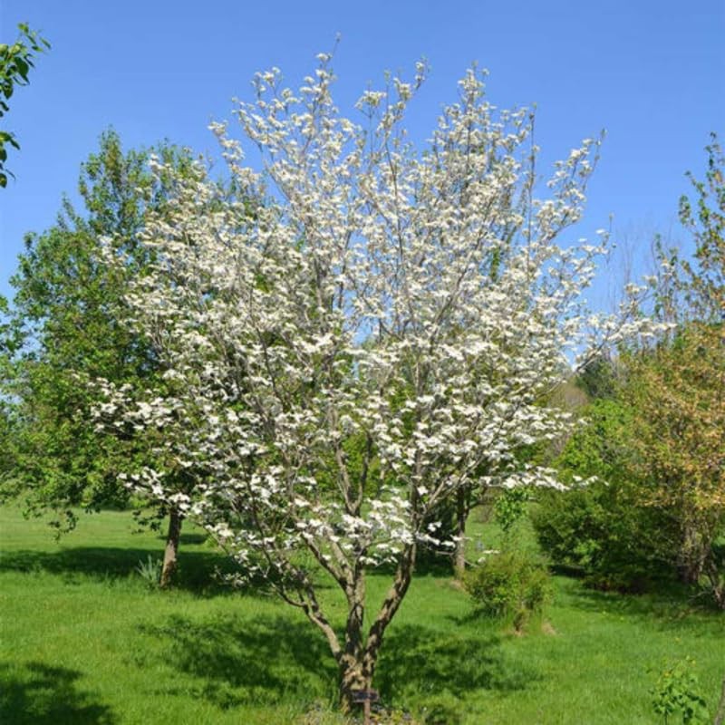 2 White Dogwood Trees Live Plants 12-24 Inch Tall, in Quart Pot