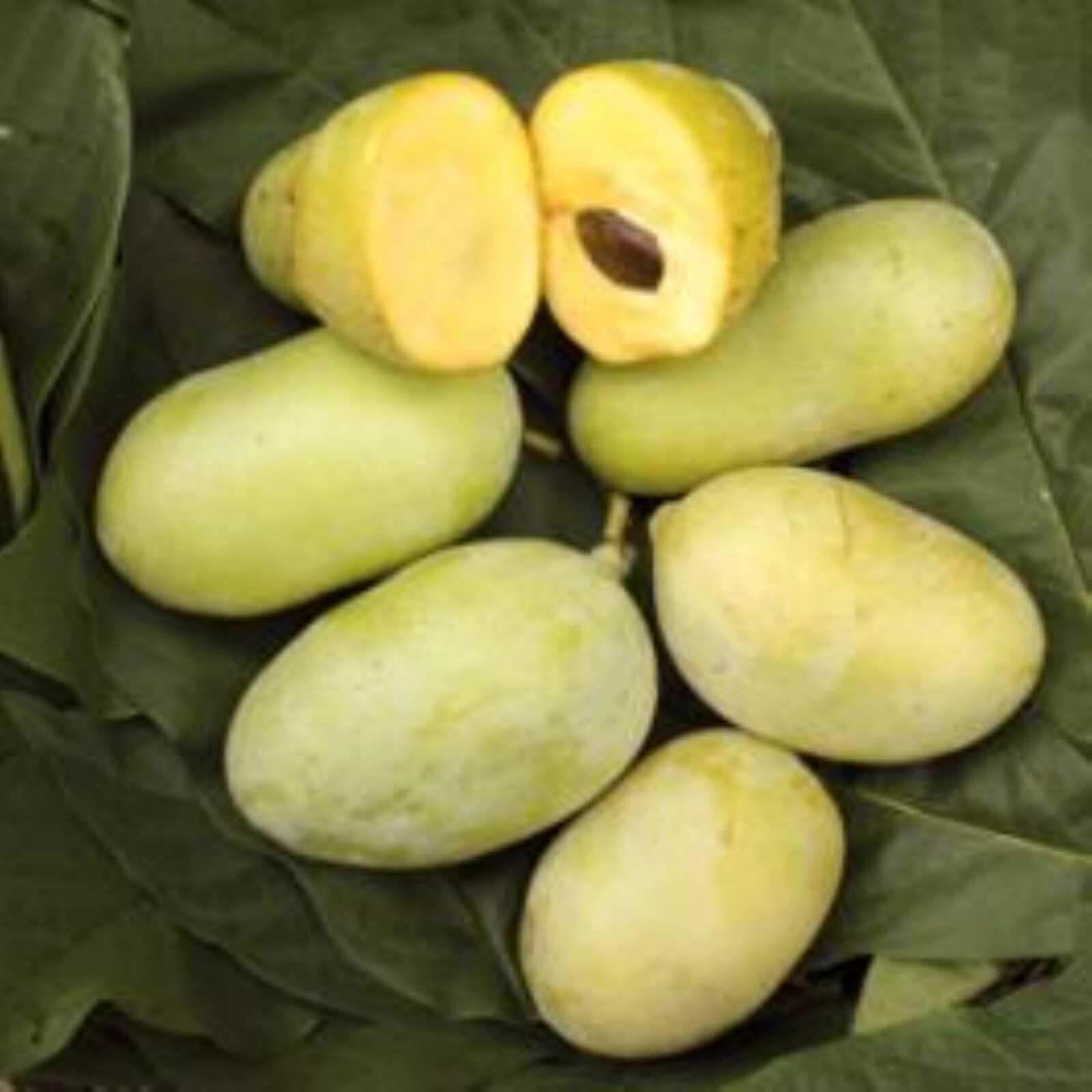 Asimina triloba ‘Sunflower’, grafted 10-12 inches tall plant (Poor Man’s Banana)