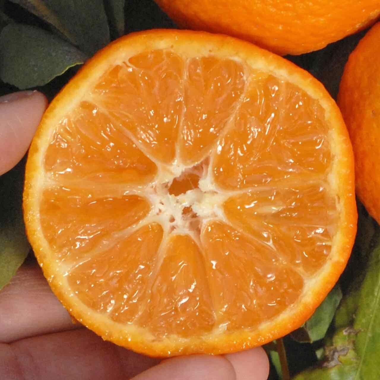 Florida only!! Nules Clementine Tangerine Tree 26-30 inches tall grafted tree