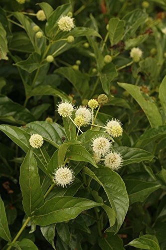 Green Promise Farms Proven Winners – Cephalanthus Occidentalis Sugar Shack