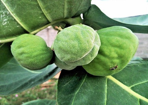 Calotropis procera | Sodom Apple | 20 Seeds