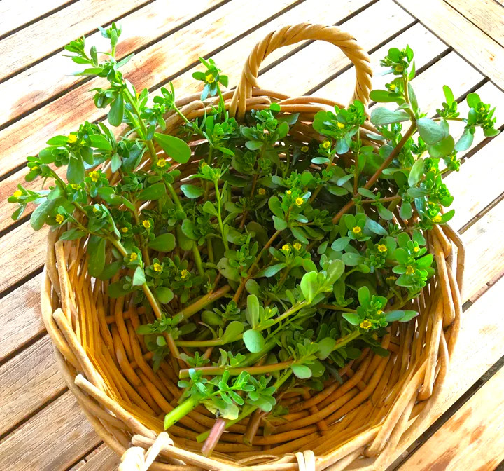 Green Purslane Seeds | Portulaca Oleracea Lettuce Weed Seed 2024 Free Shipping