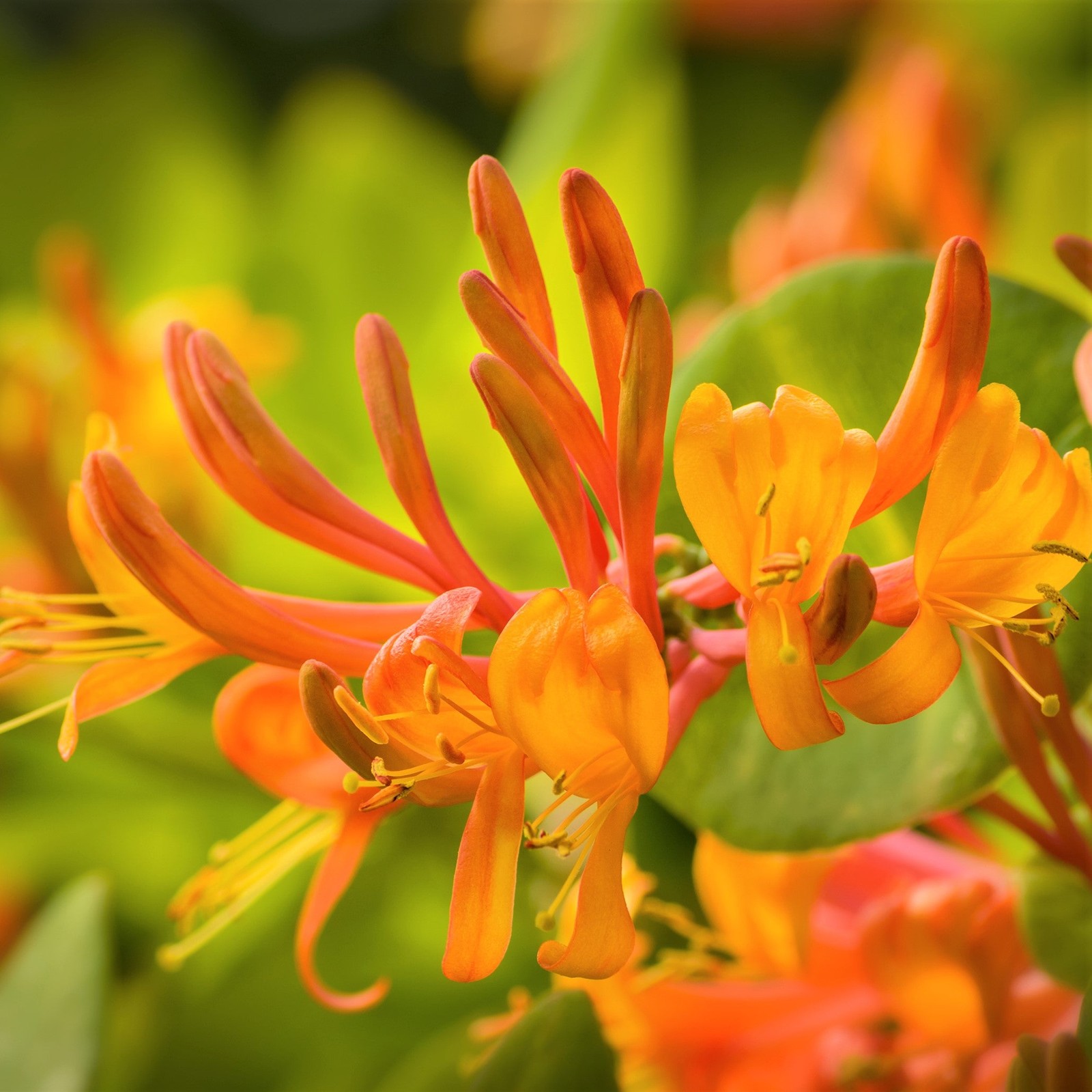 Honeysuckle Mandarin Vine 1 Potted Plant – Rooted in a Quart Pot, Easy to Grow