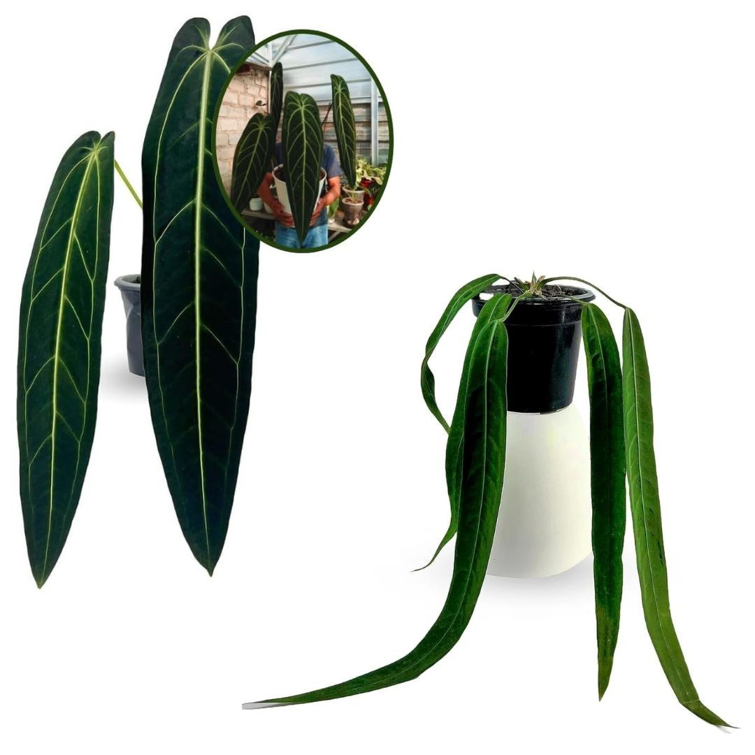 Anthurium Warocqueanum & Anthurium Pallidiflorum (pack of 2) Live Indoor Plant