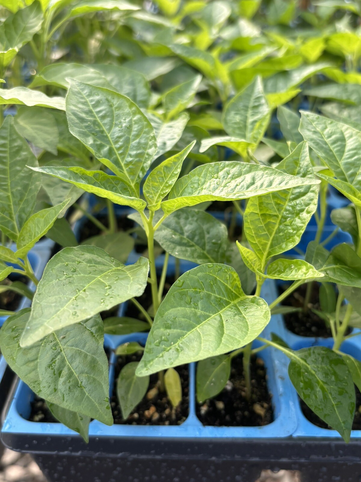 GREEN JALAPENO CHILI LOT OF 3 Super Hot Pepper LIVE PLANTS