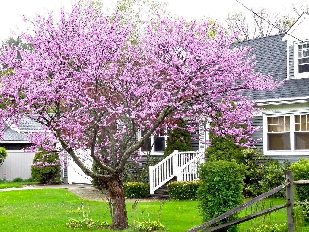 2 Eastern Redbud Trees Bareroot 18-24″ Stunning Spring Blooms! Free Shipping