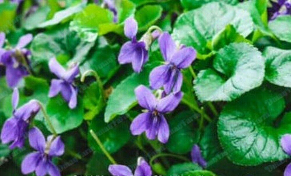 12 Wild Violet Flower Plant Purple Viola, Bareroot Rhizomes Bulbs