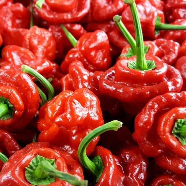 RARE✿ Heirloom Red Scotch Bonnet Hot Pepper 15 Seeds ●Prolific