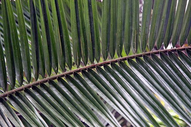 Phoenix rupicola | Cliff Date Palm | 10 Seeds