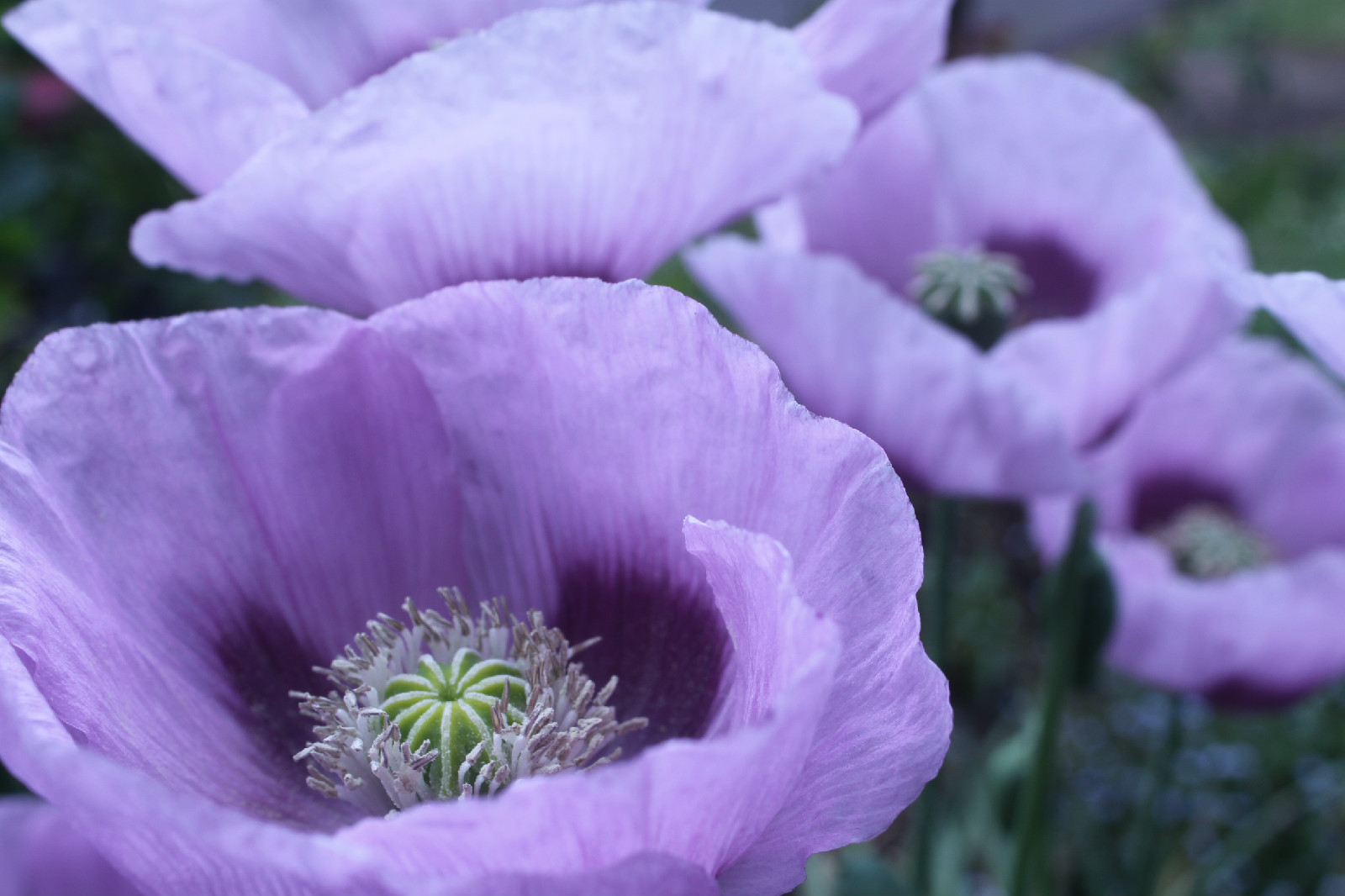 1000 SEEDS – LAVENDER POPPY flower rare color GroCo – BUY ANY 15= FREE SHIPPING