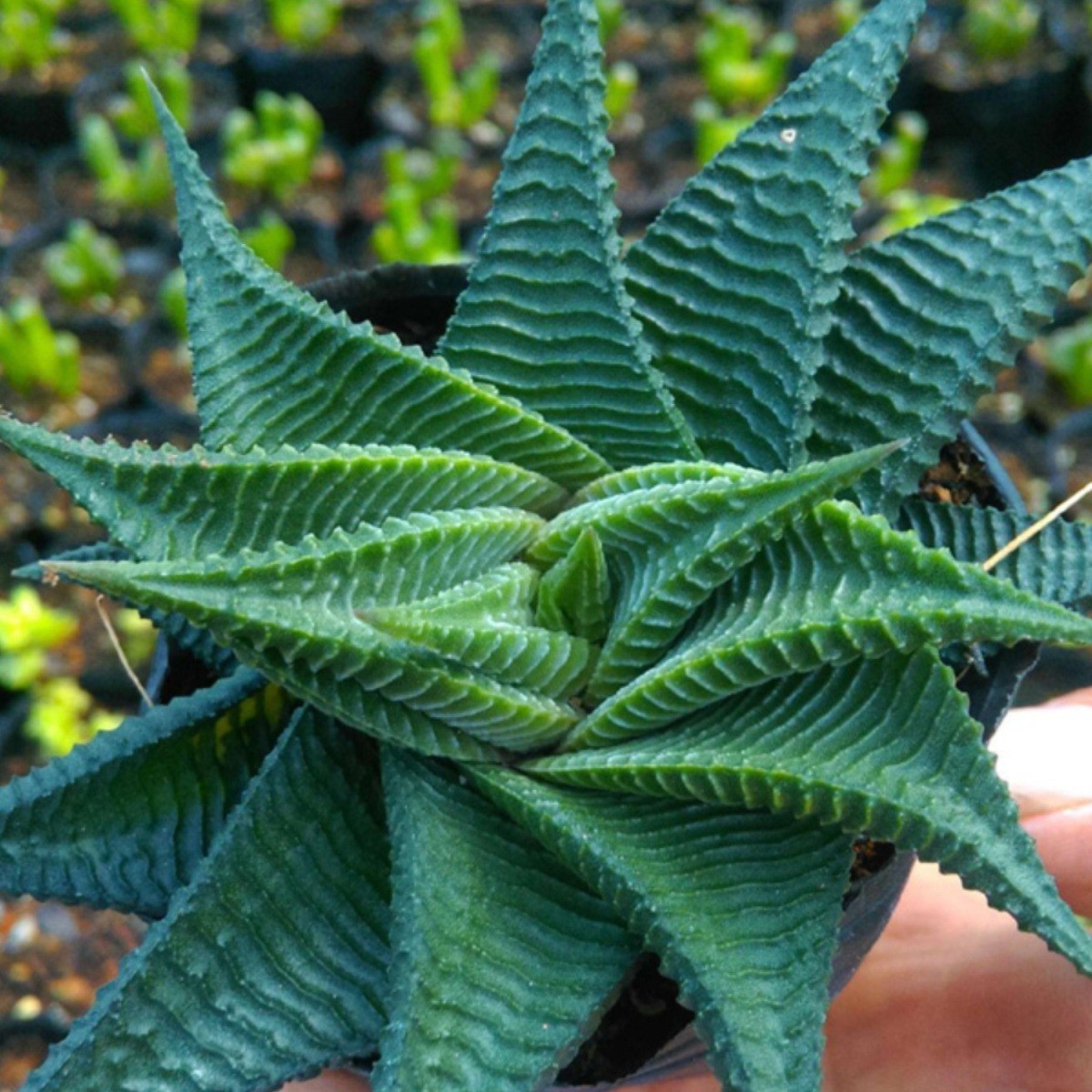 Rare Succulent Plants | Live House Plants for Home Office and Garden Decor