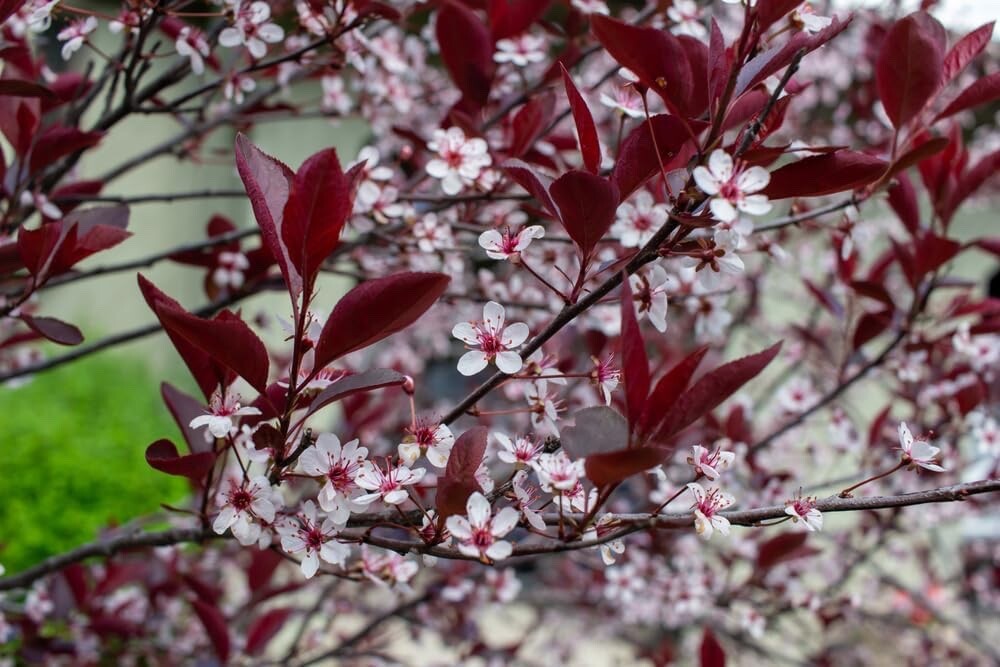 Sand Cherry Bush Seedlings to Plant – 2 Seedlings