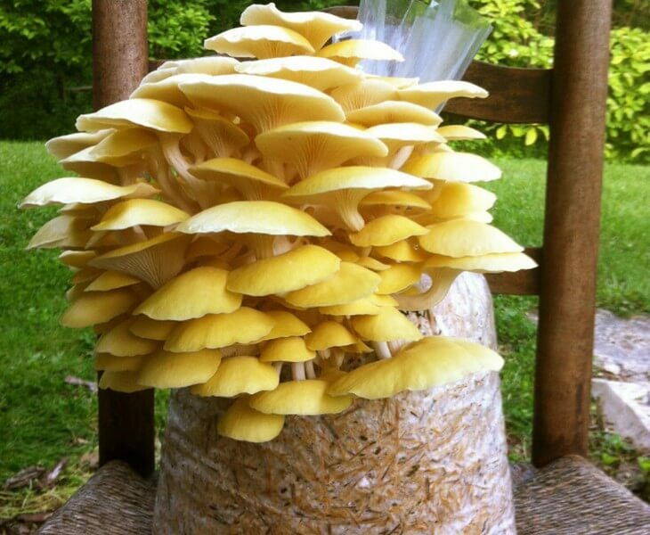 Seeds Mushroom Oyster Lemon Mycelium Spores Organic Non GMO Ukraine