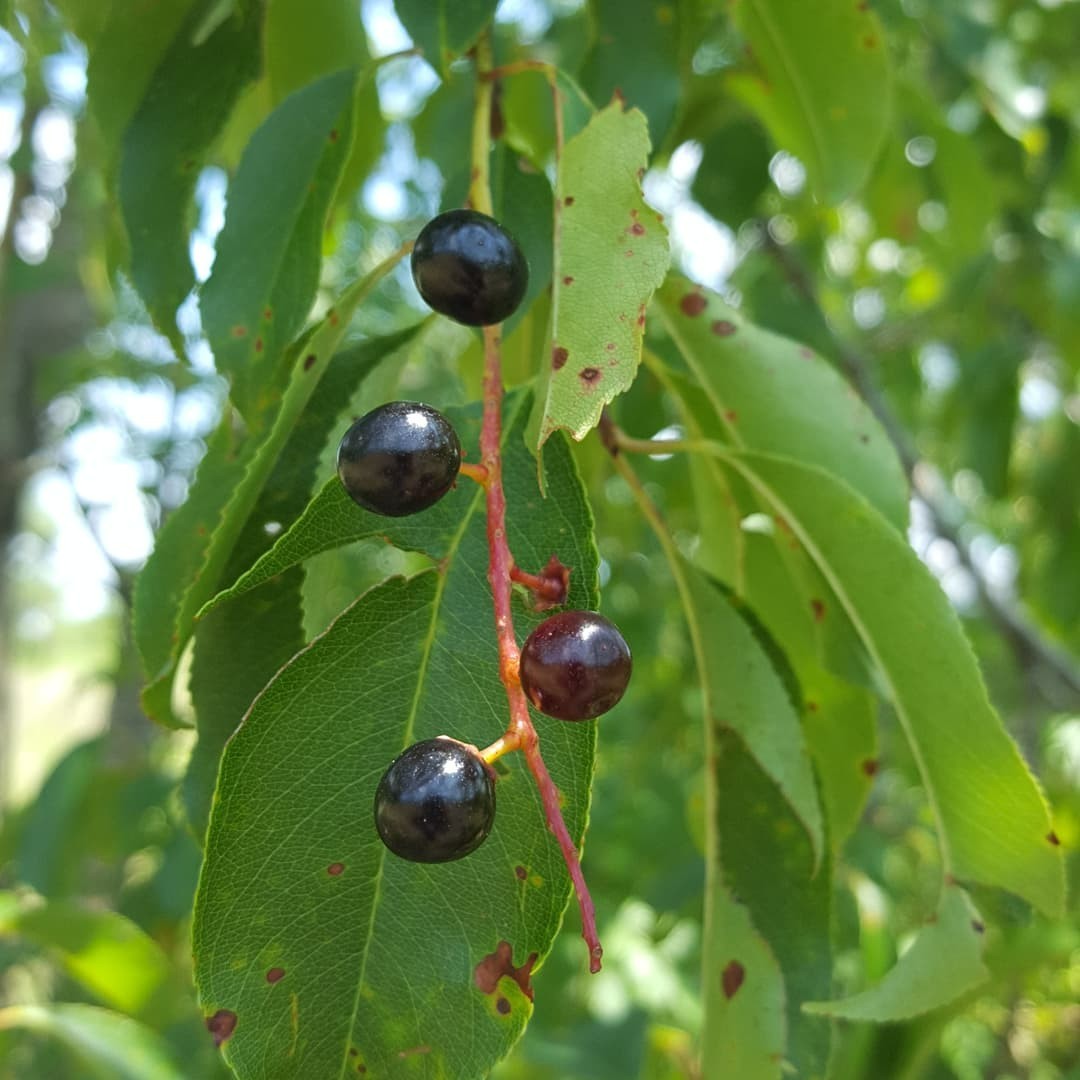 1 Rum cherry, rooted plant. Zones 3-9 Prunus serotina •