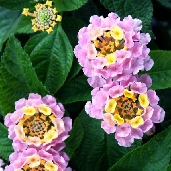 Lantana Plant Live, The Best Hardy Type Lantana Plug Ready to Grow