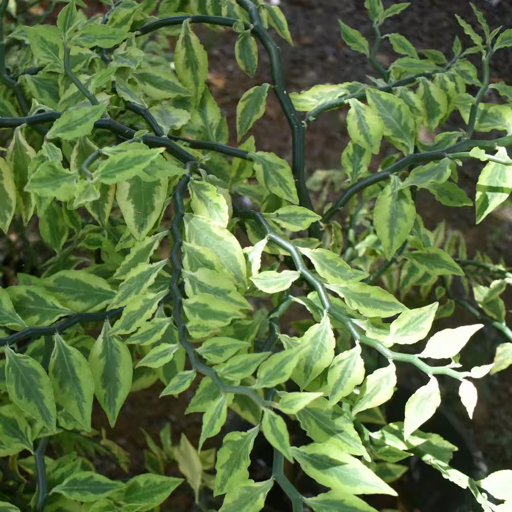 6 In. Pedilanthus Tith Variegated Plant in Grower Container