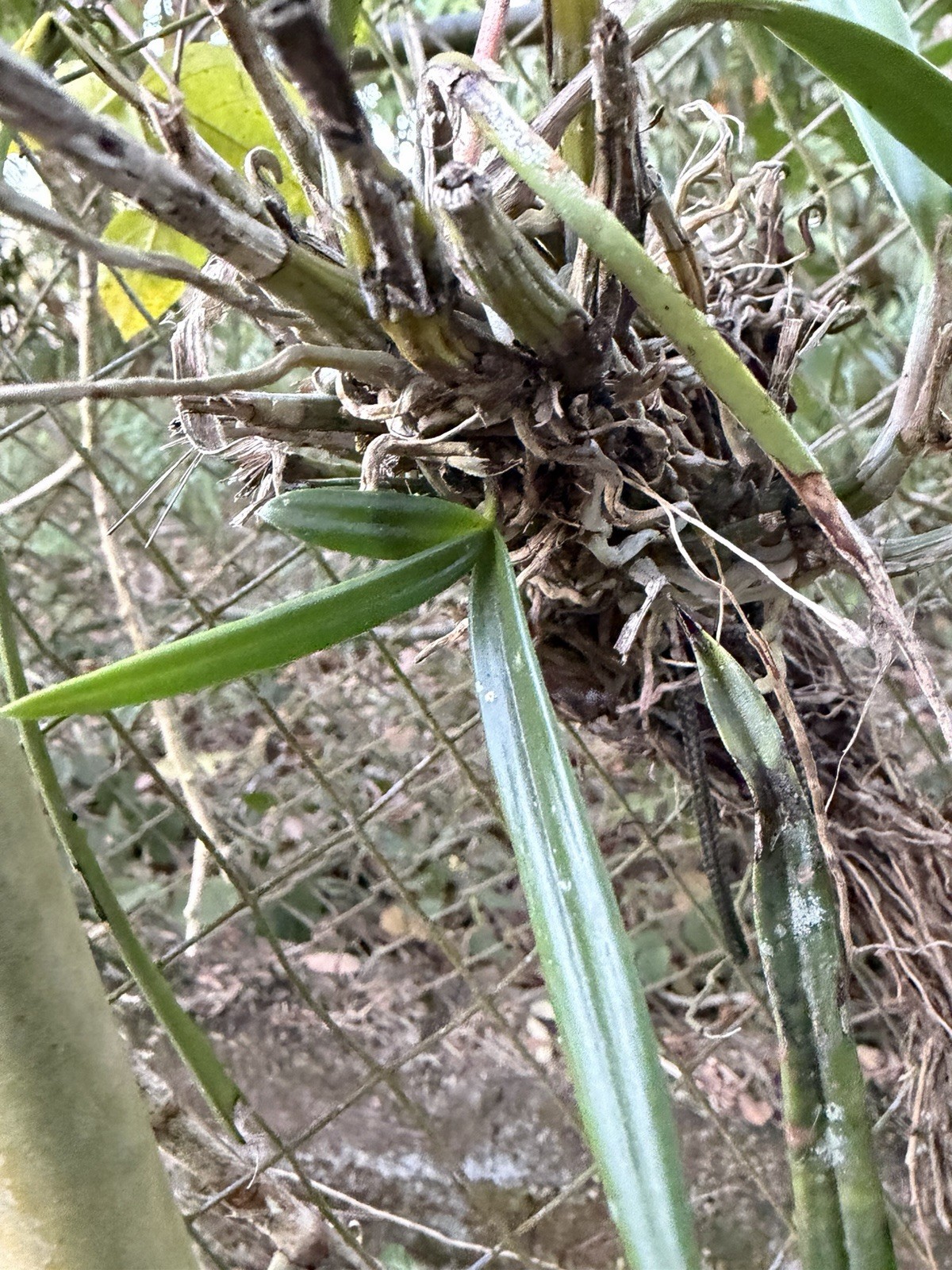 Orchid Plants Psychillis krugii species Big Plant **RARE**