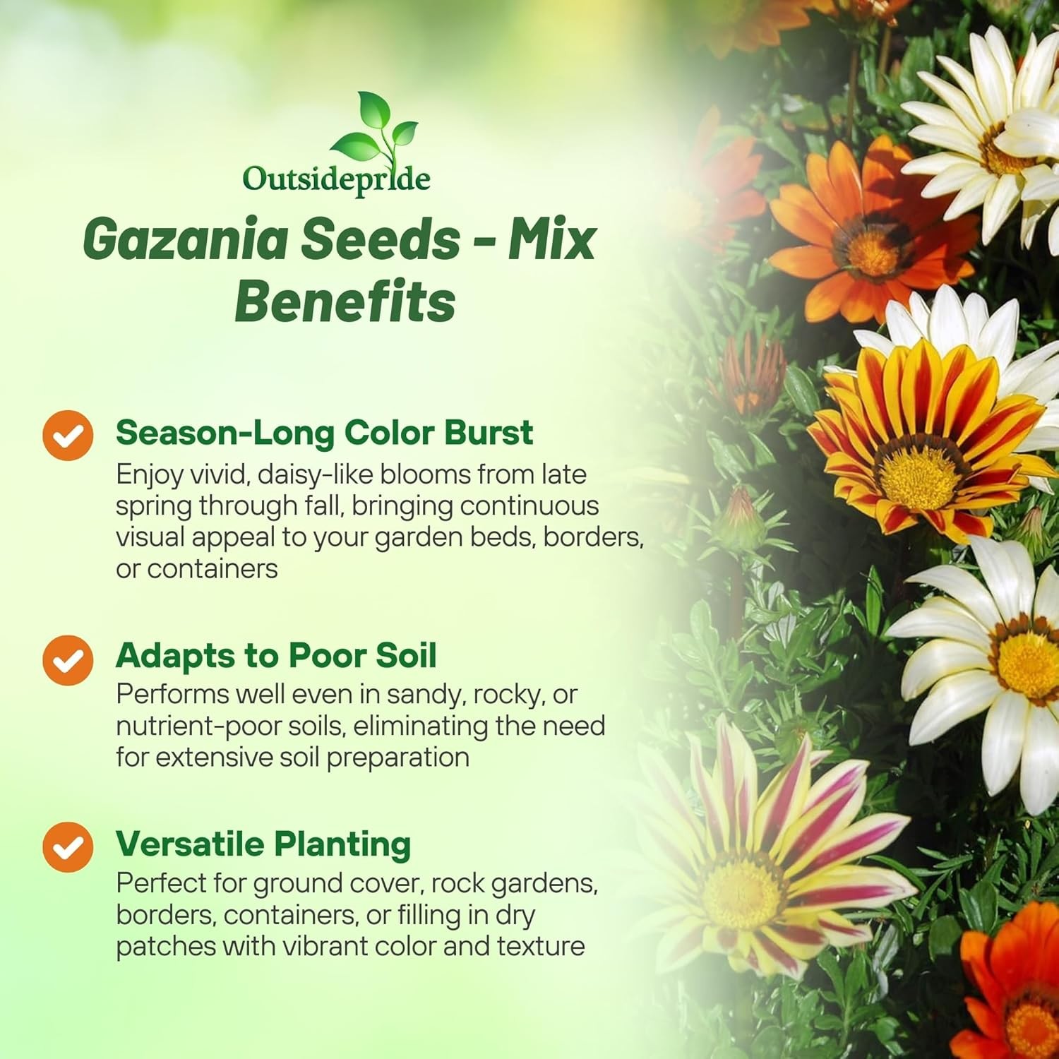 500 Seeds Drought Tolerant Gazania Treasure Flower Ground Cover Plant Seeds