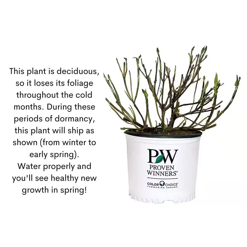 2 Gal. Double Play Doozie (Spirea) Live Shrub with Pink Flowers