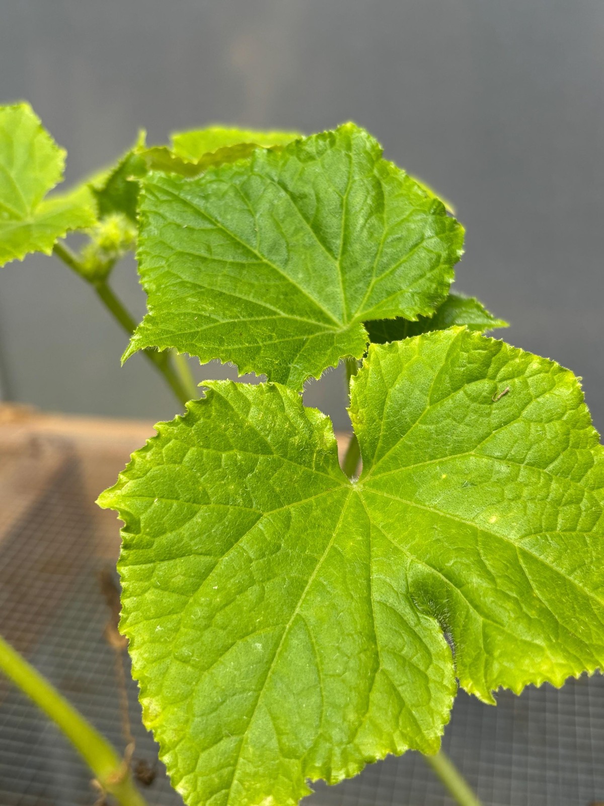 Cucumber Live Plant – Seedlings/Plugs and Plants – 3″- 12″ tall – 30-60+ days