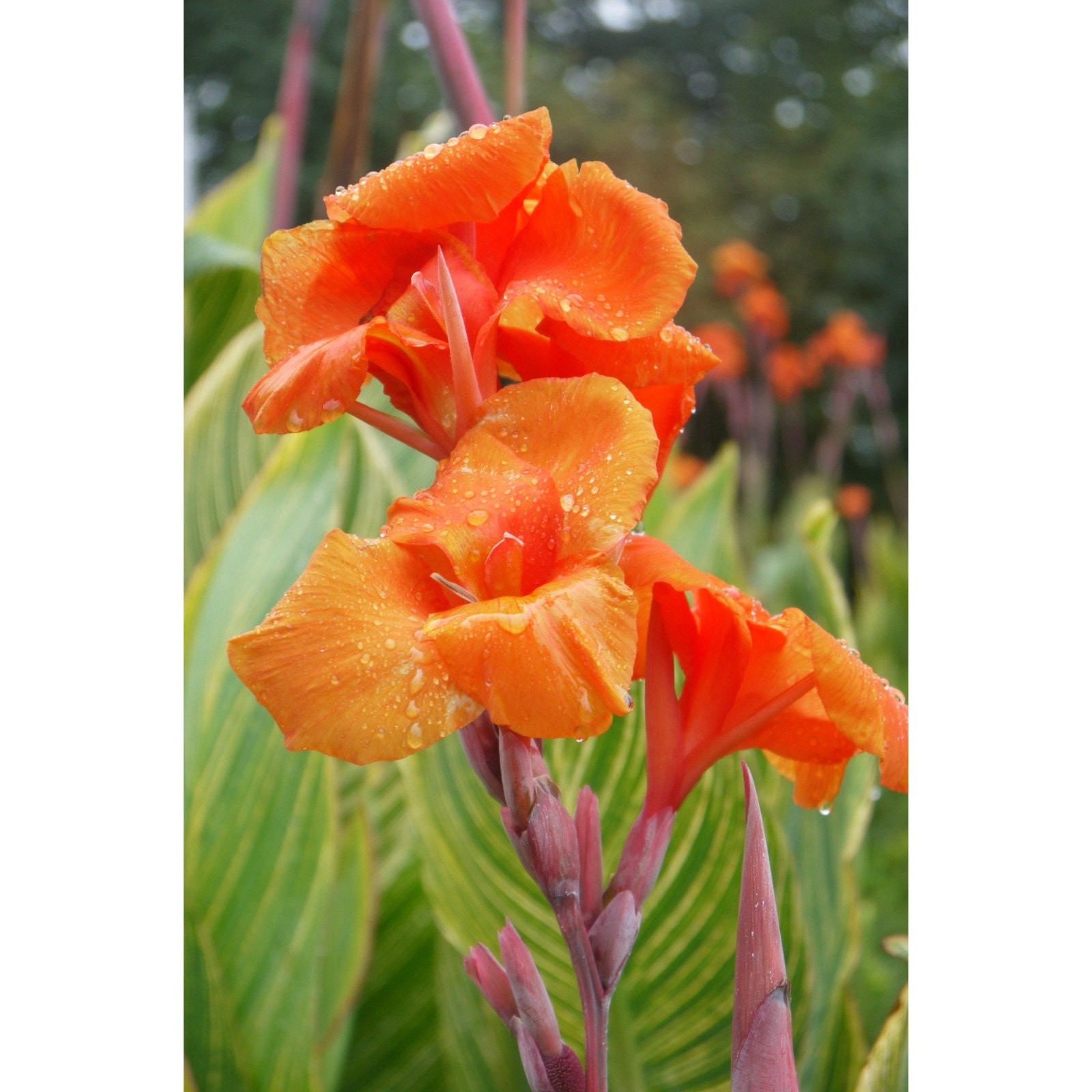Canna Pretoria Lily Bulbs Bengal Tiger Striata Yellow Flowering Baring Root For