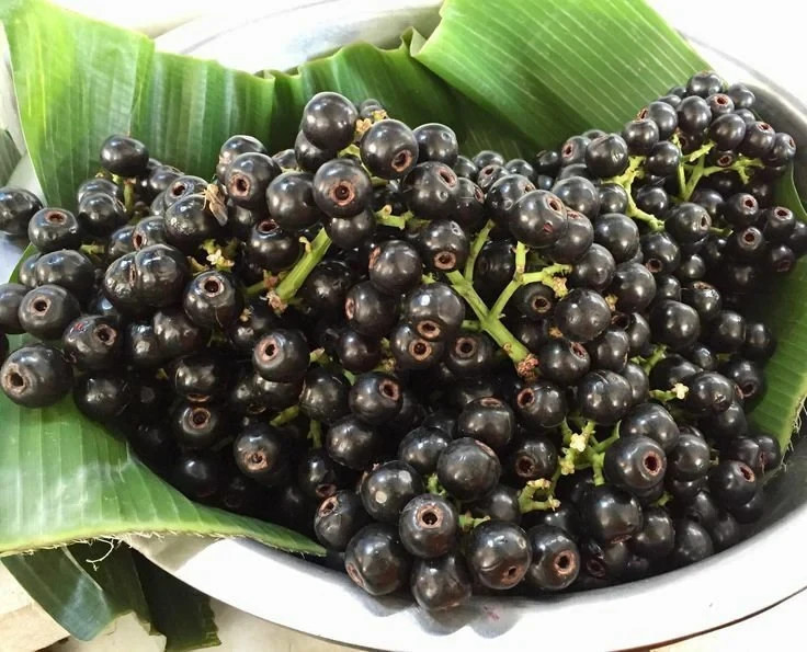 Syzygium curranii – Lipote – Igot – Baligang – Live Plant!