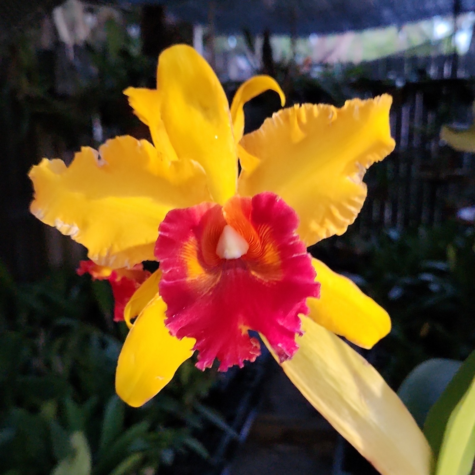 Rhyncholaeliocattleya Isa Ontaneda Slight fragrance cattleya orchid yellow red